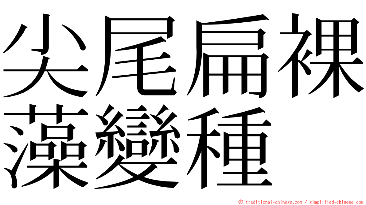 尖尾扁裸藻變種 ming font