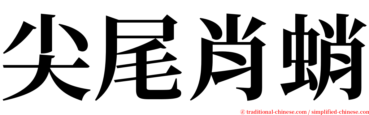 尖尾肖蛸 serif font