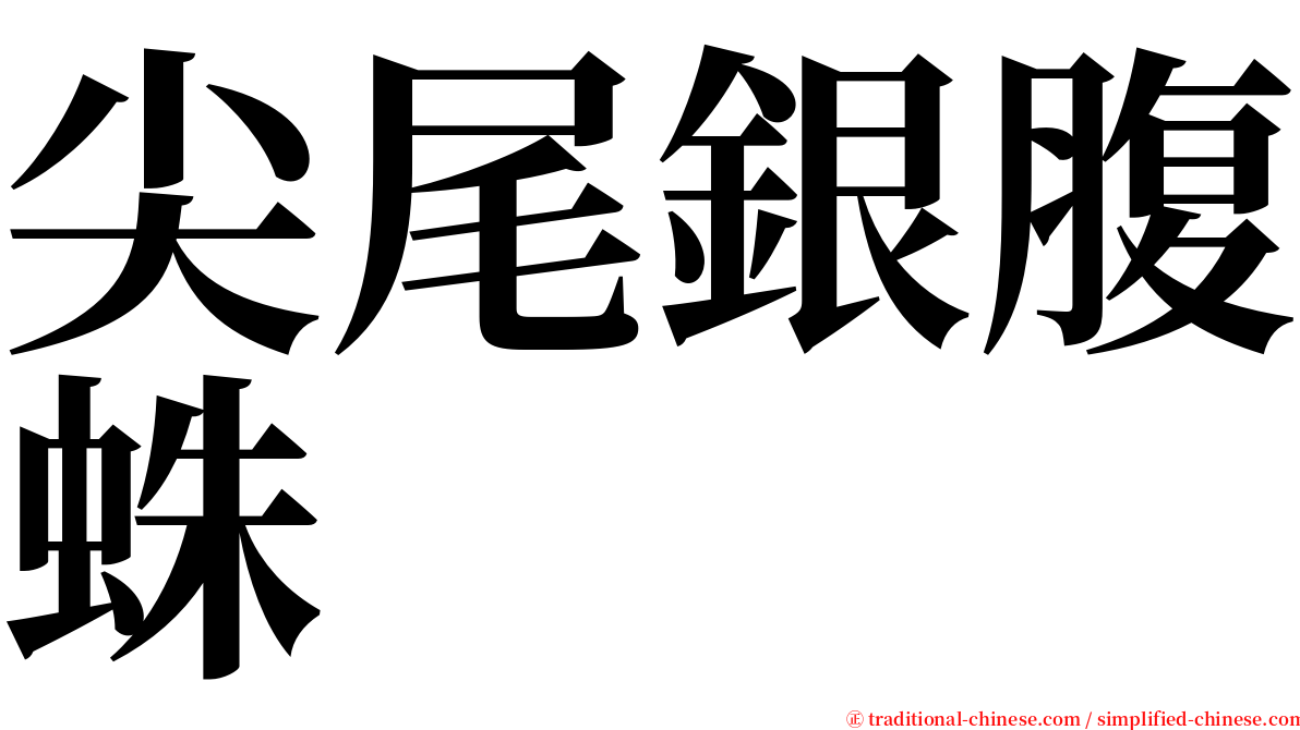 尖尾銀腹蛛 serif font