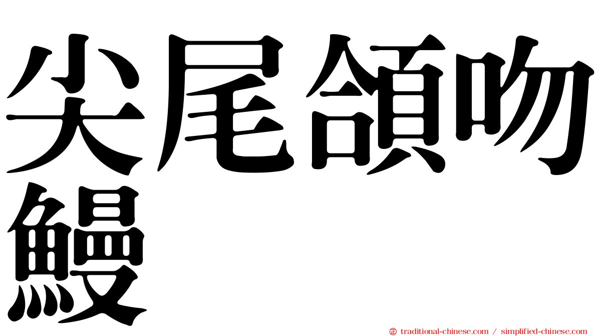 尖尾頜吻鰻