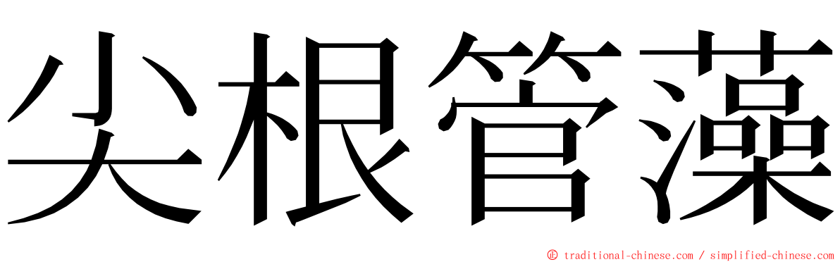 尖根管藻 ming font