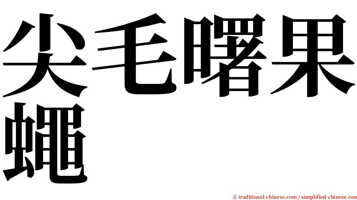 尖毛曙果蠅 serif font