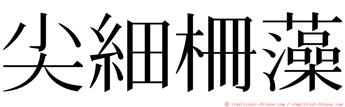 尖細柵藻 ming font