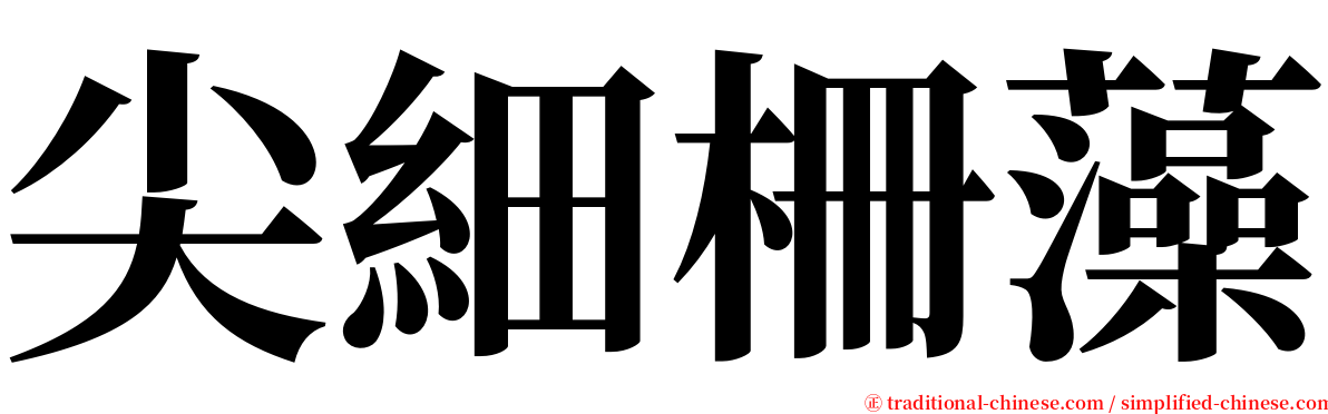 尖細柵藻 serif font