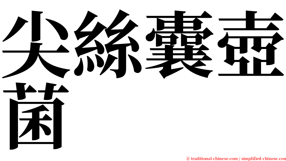 尖絲囊壺菌 serif font
