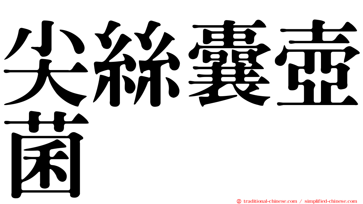 尖絲囊壺菌