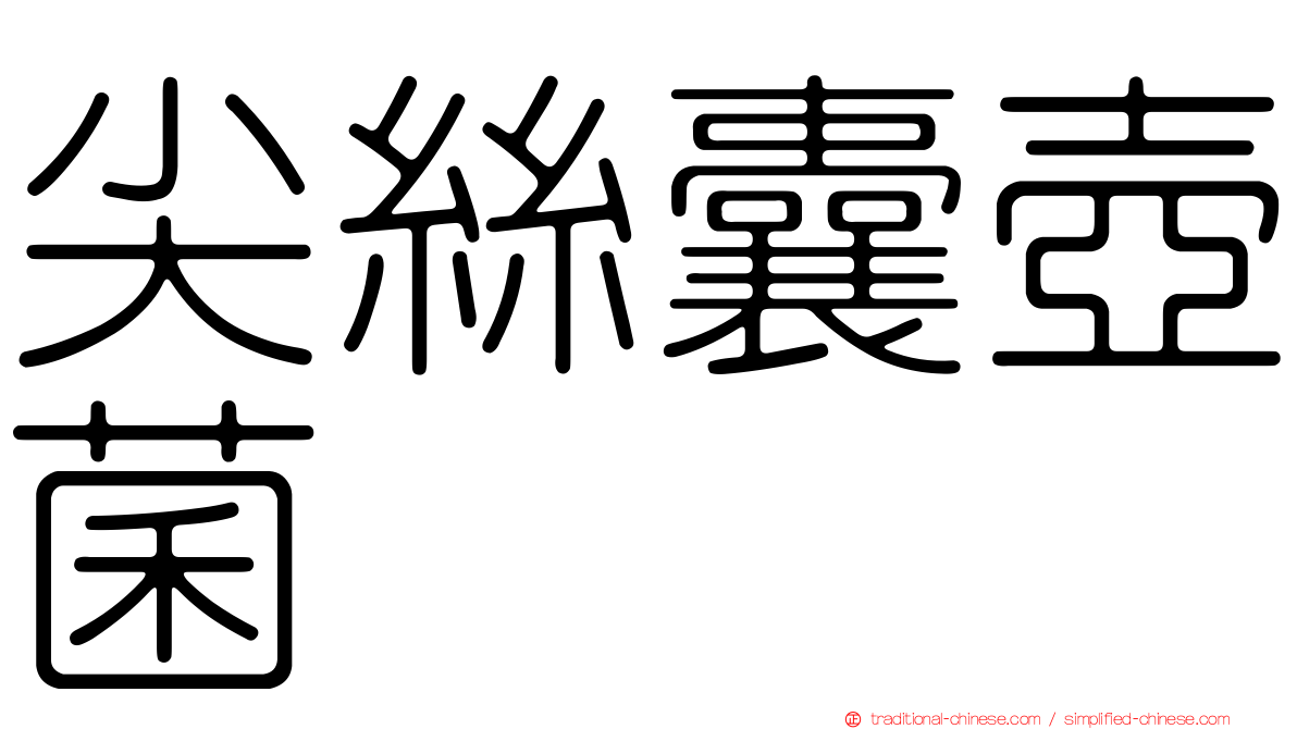 尖絲囊壺菌