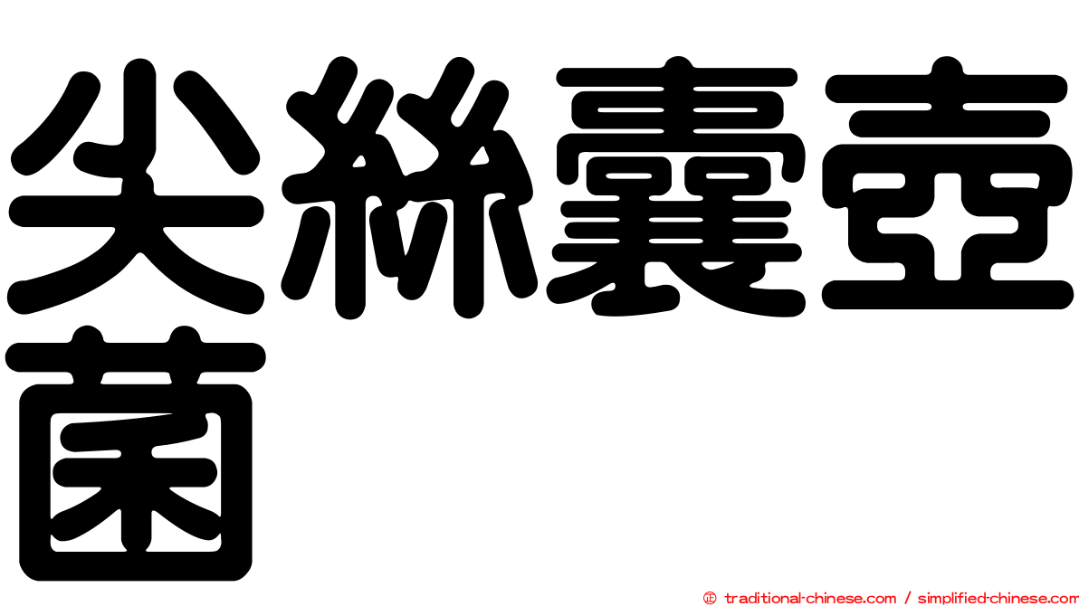 尖絲囊壺菌