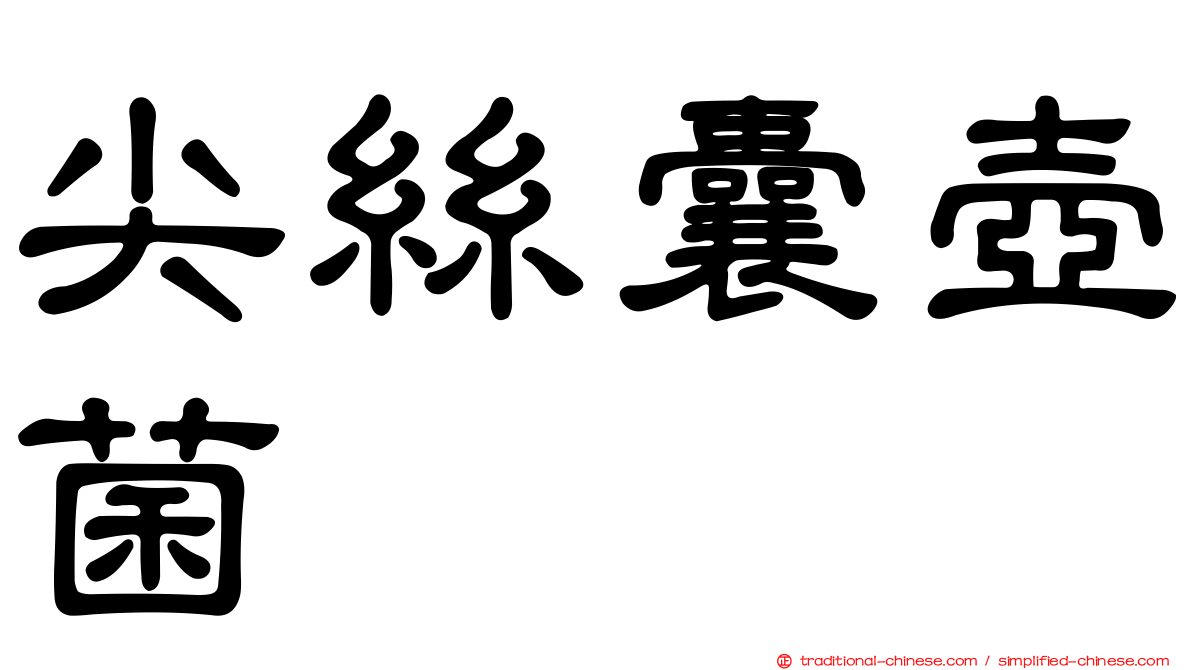 尖絲囊壺菌