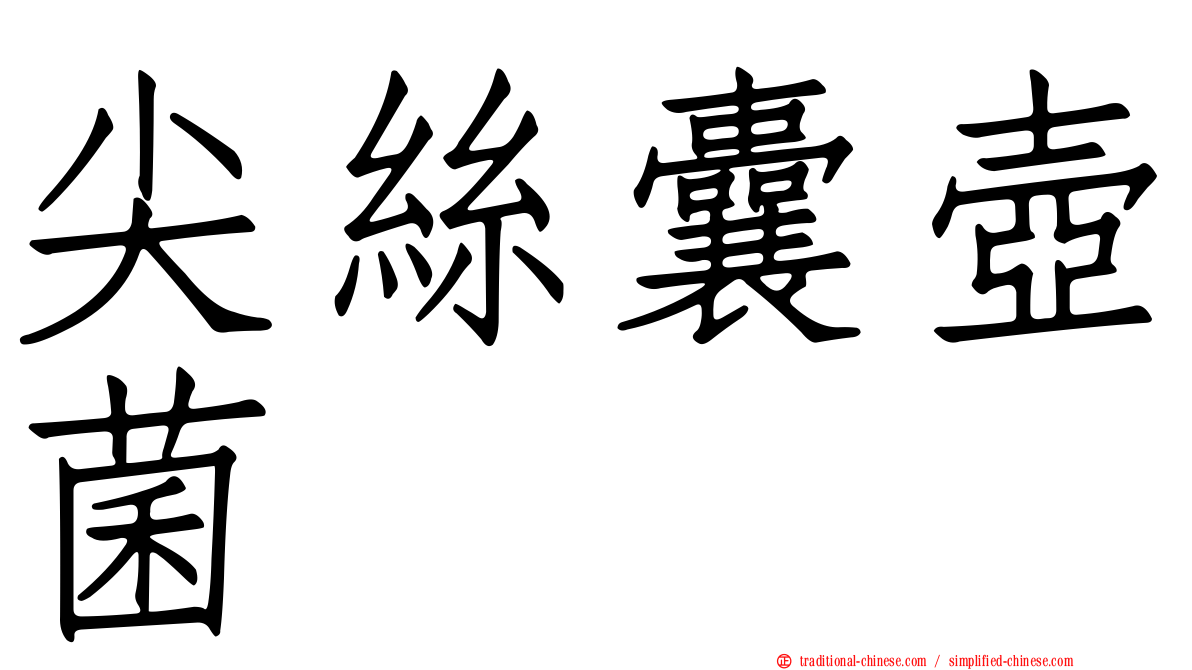 尖絲囊壺菌