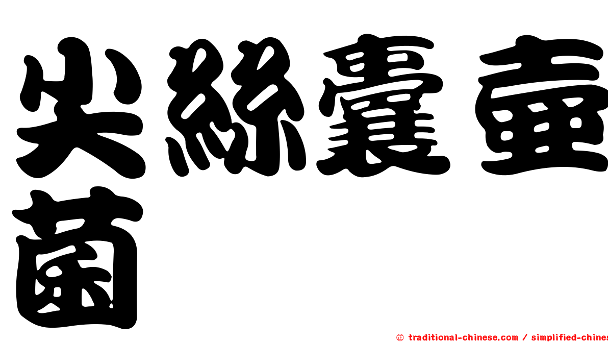 尖絲囊壺菌