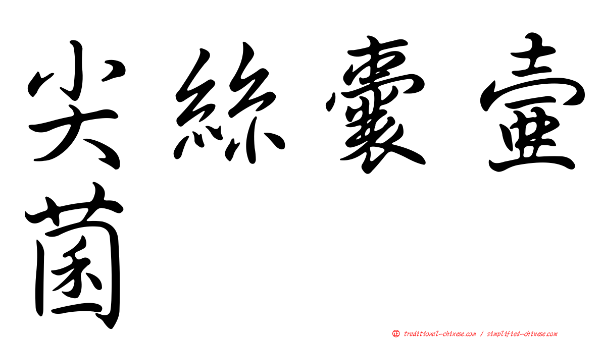 尖絲囊壺菌