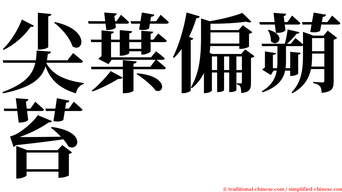 尖葉偏蒴苔 serif font