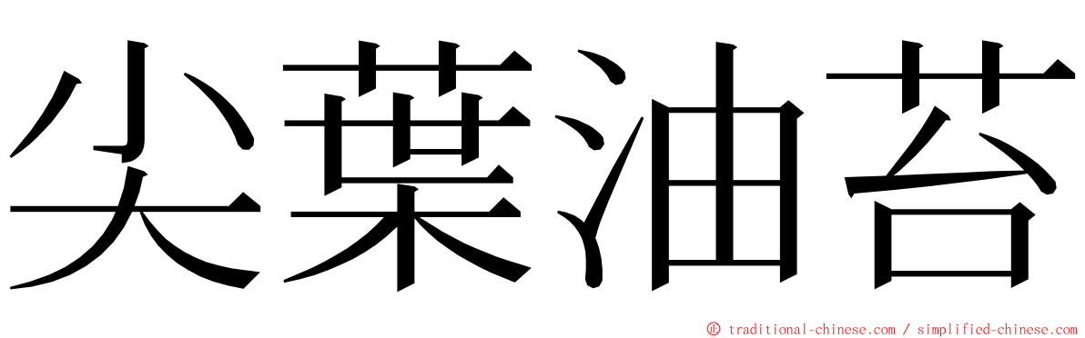 尖葉油苔 ming font