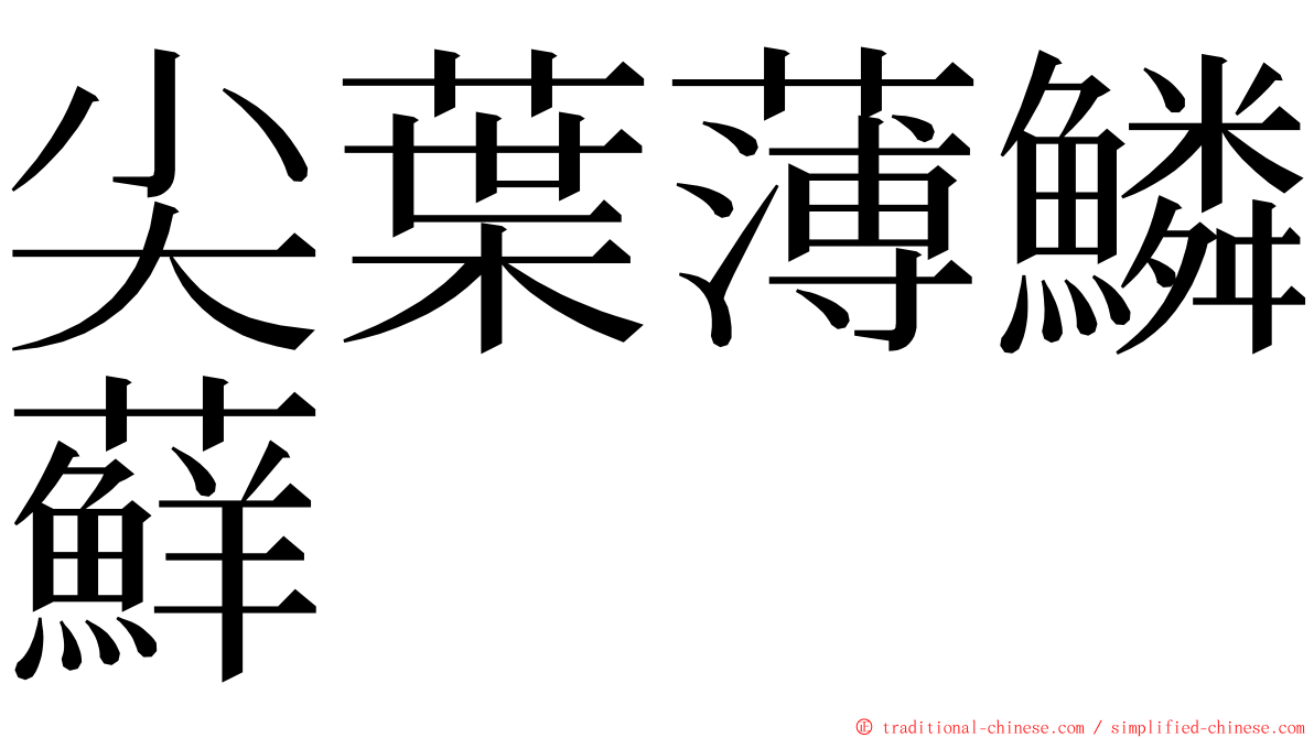 尖葉薄鱗蘚 ming font