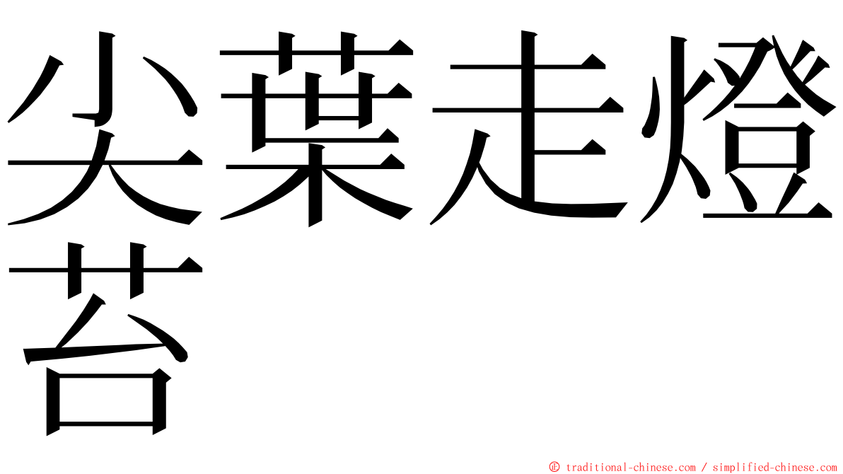 尖葉走燈苔 ming font