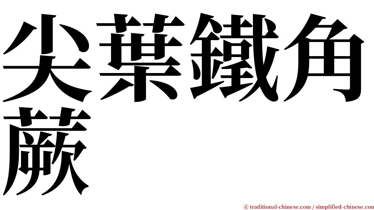 尖葉鐵角蕨 serif font