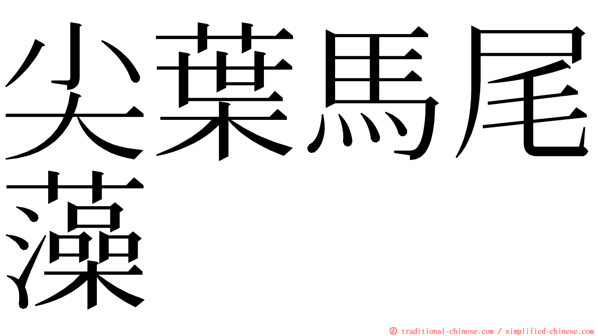 尖葉馬尾藻 ming font