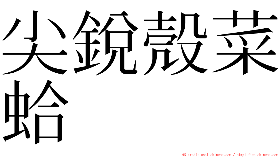 尖銳殼菜蛤 ming font