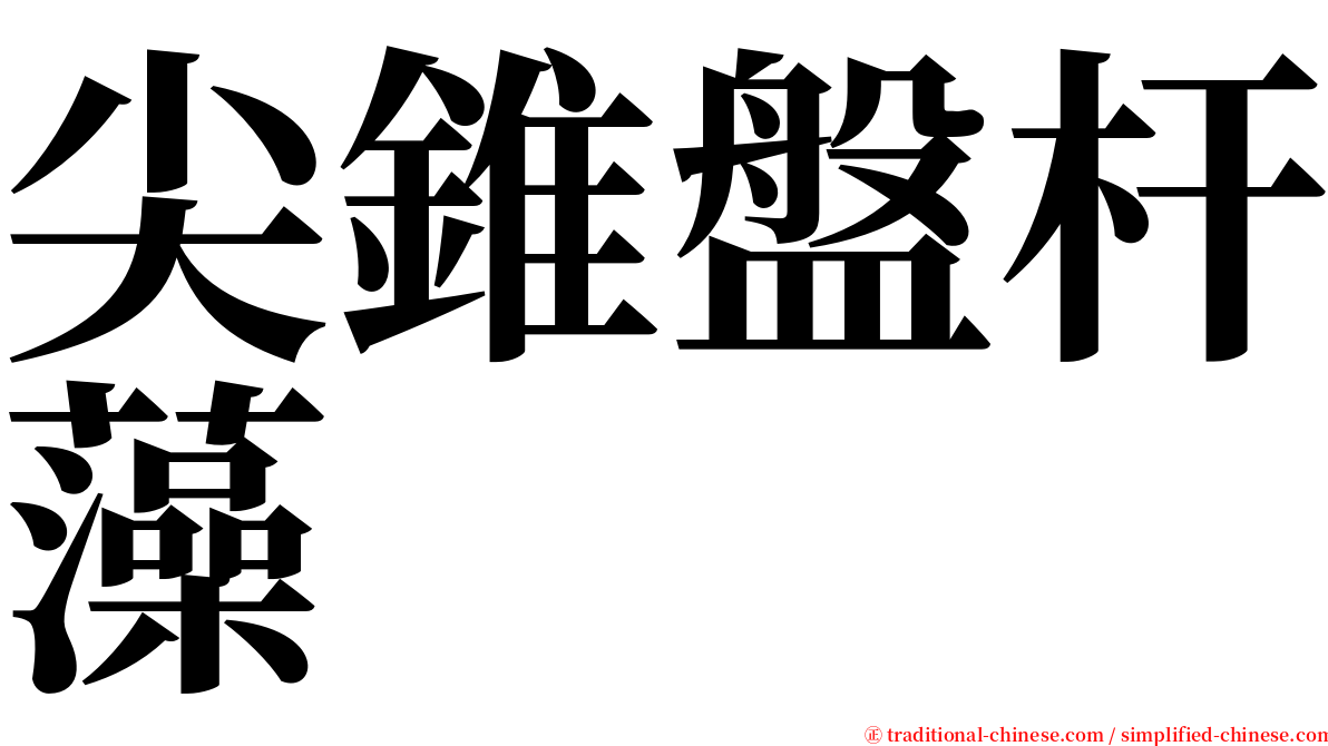 尖錐盤杆藻 serif font