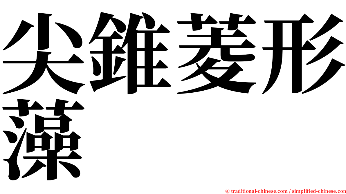 尖錐菱形藻 serif font