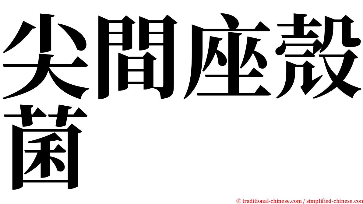 尖間座殼菌 serif font