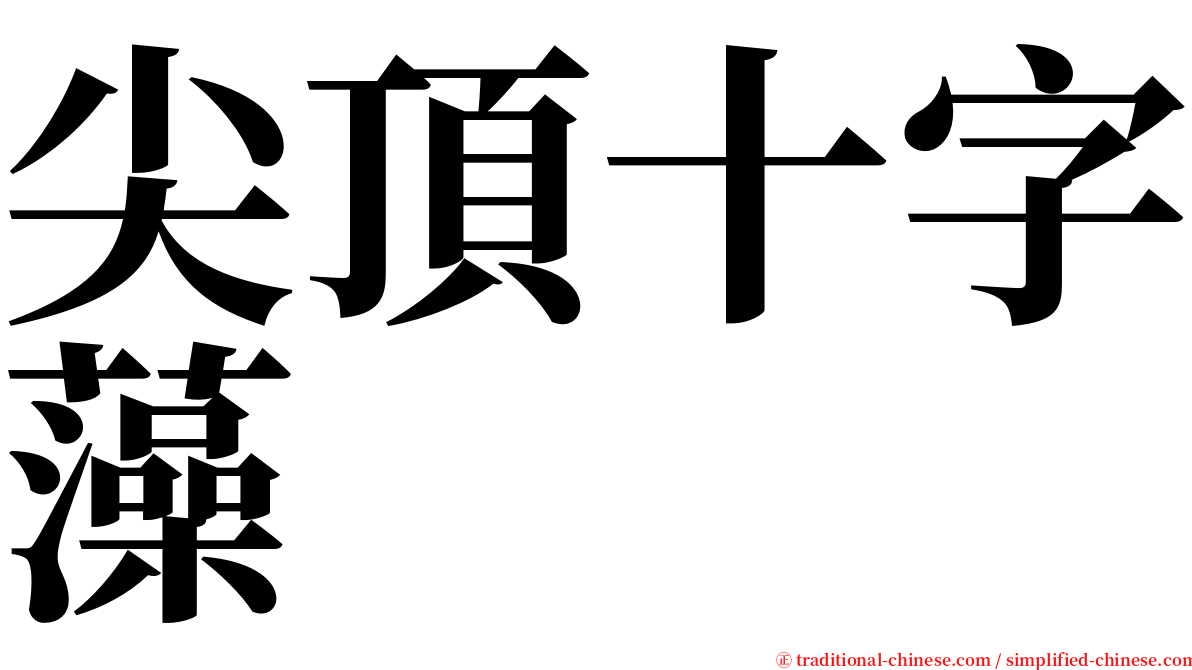 尖頂十字藻 serif font