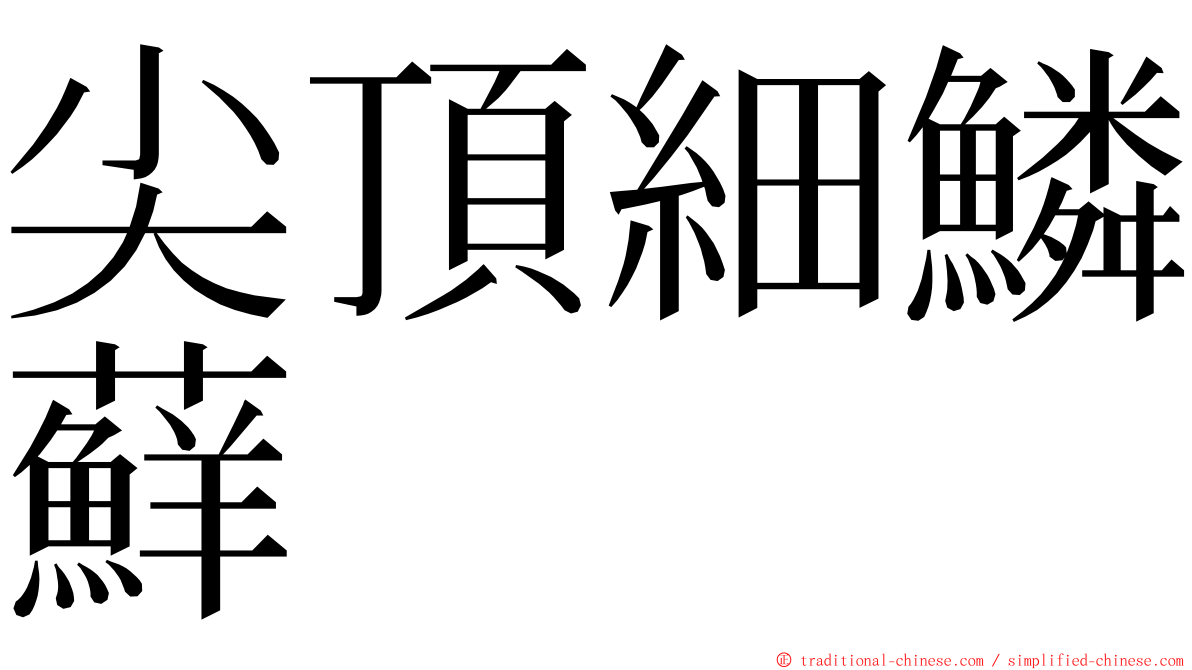 尖頂細鱗蘚 ming font