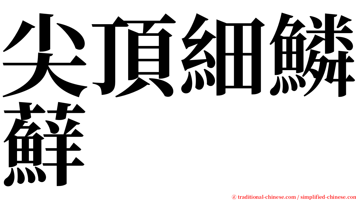 尖頂細鱗蘚 serif font