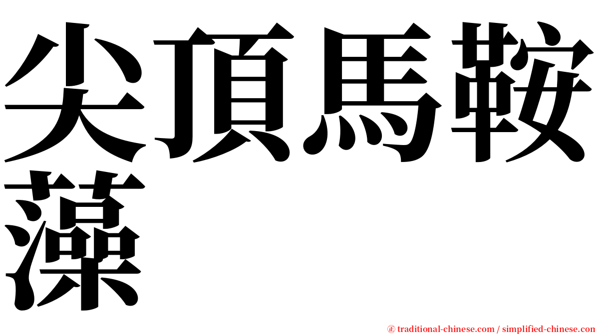 尖頂馬鞍藻 serif font