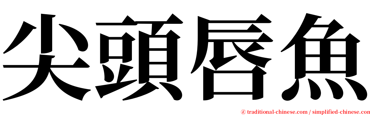 尖頭唇魚 serif font