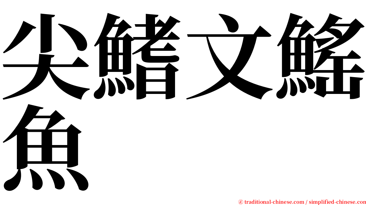 尖鰭文鰩魚 serif font