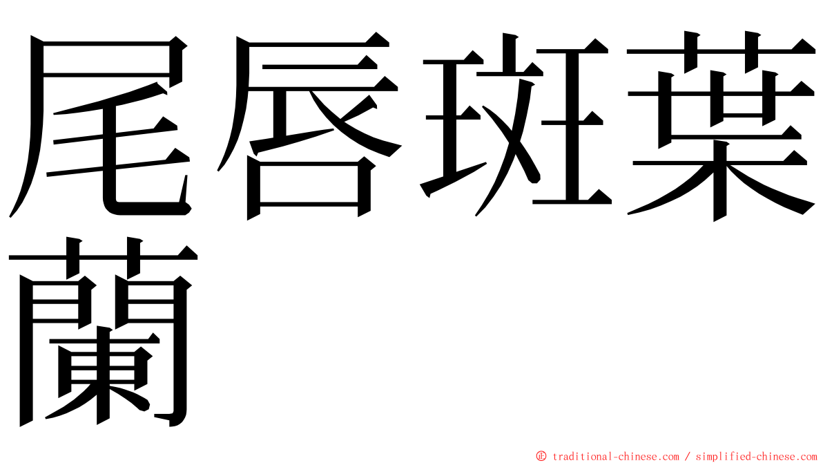 尾唇斑葉蘭 ming font