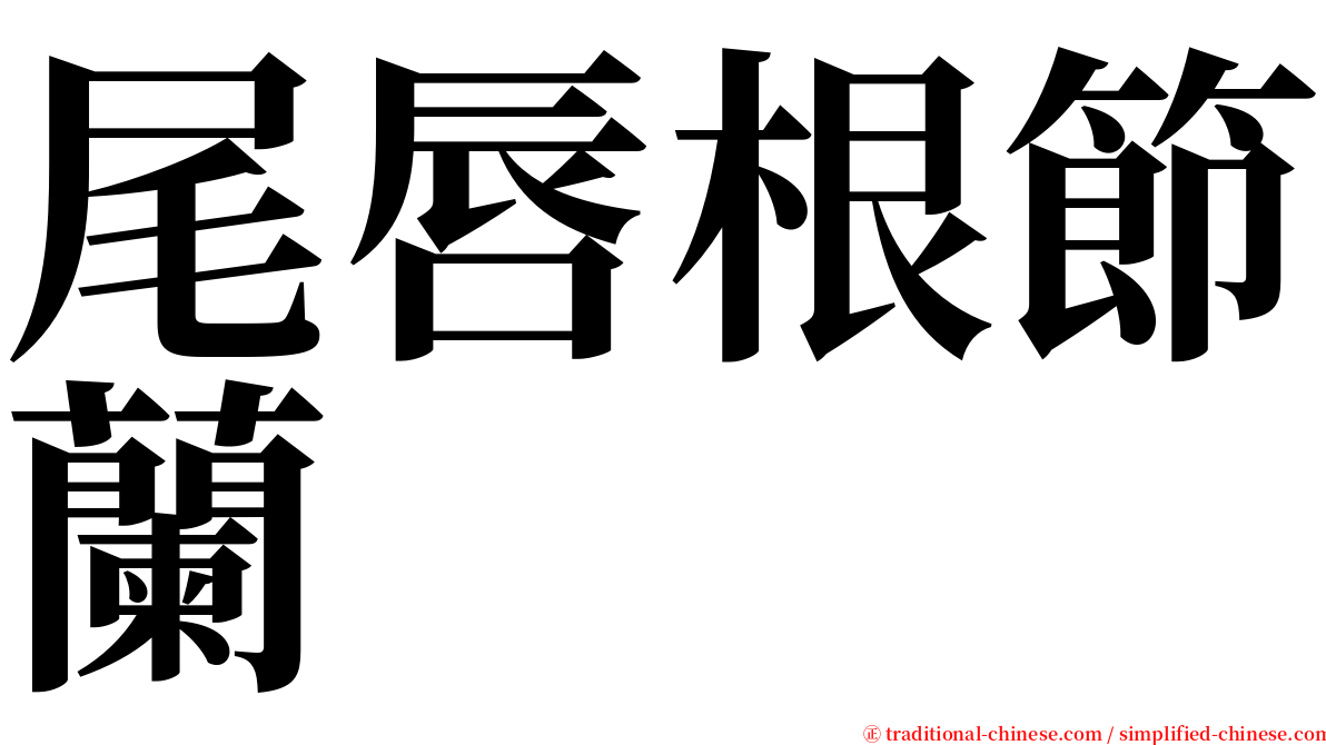 尾唇根節蘭 serif font