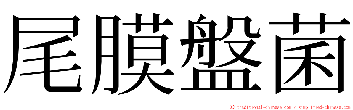 尾膜盤菌 ming font