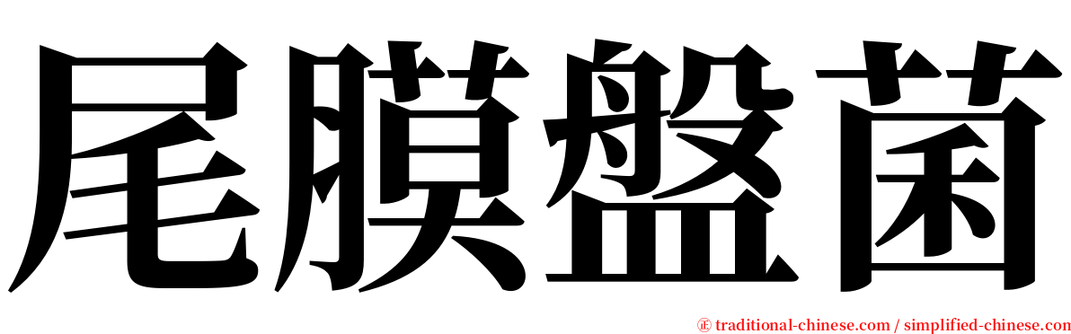 尾膜盤菌 serif font