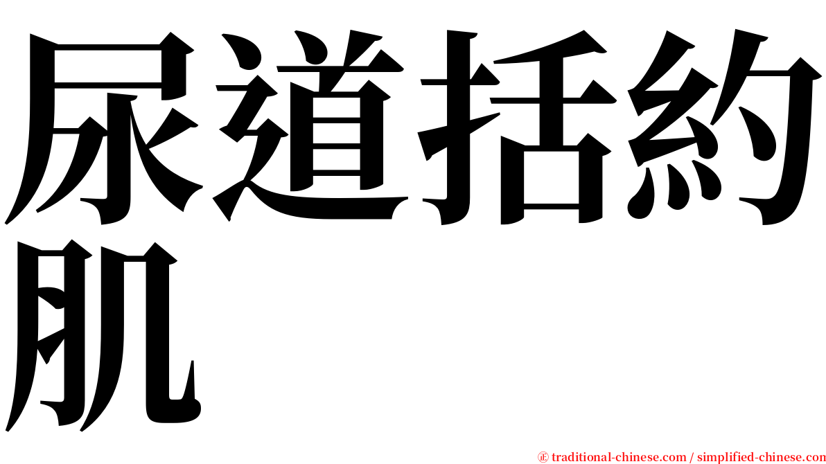 尿道括約肌 serif font