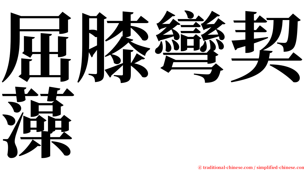 屈膝彎契藻 serif font