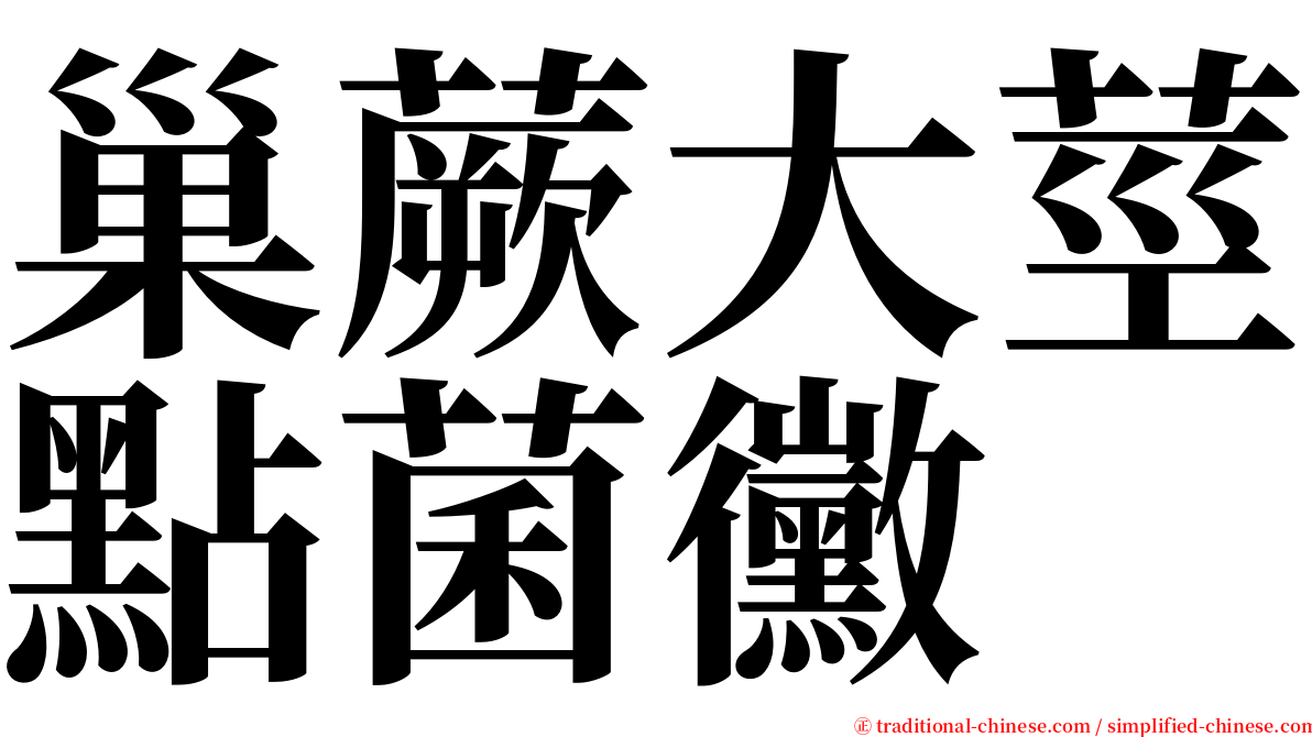 巢蕨大莖點菌黴 serif font