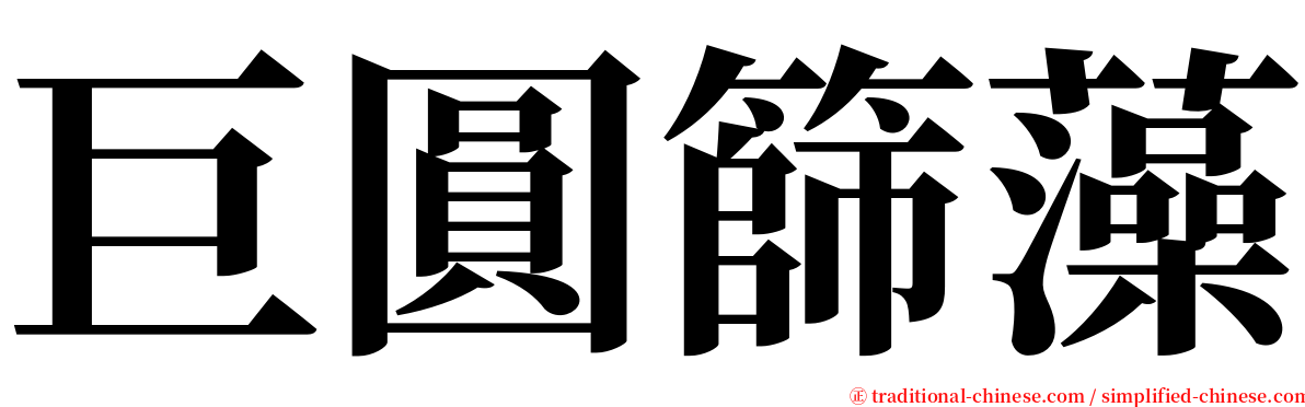 巨圓篩藻 serif font