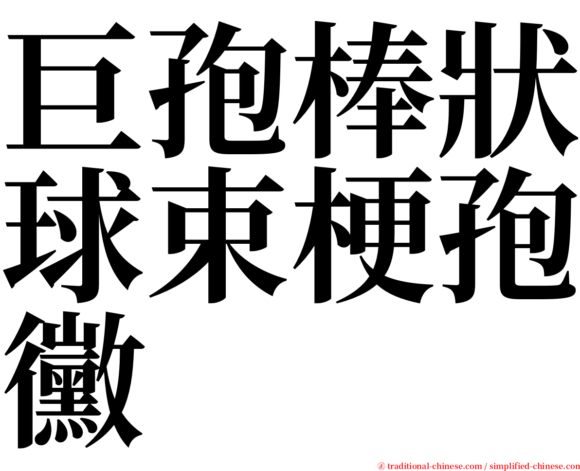 巨孢棒狀球束梗孢黴 serif font