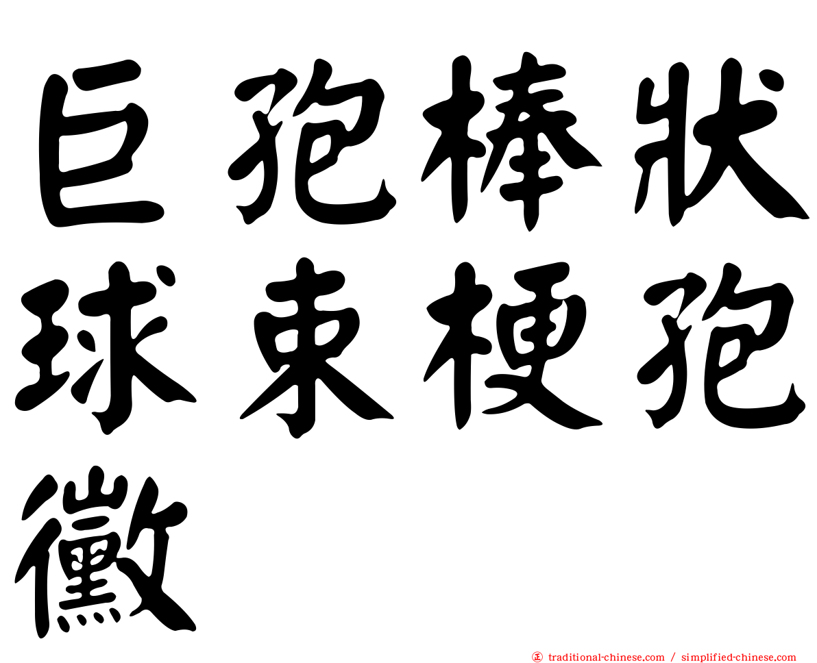 巨孢棒狀球束梗孢黴