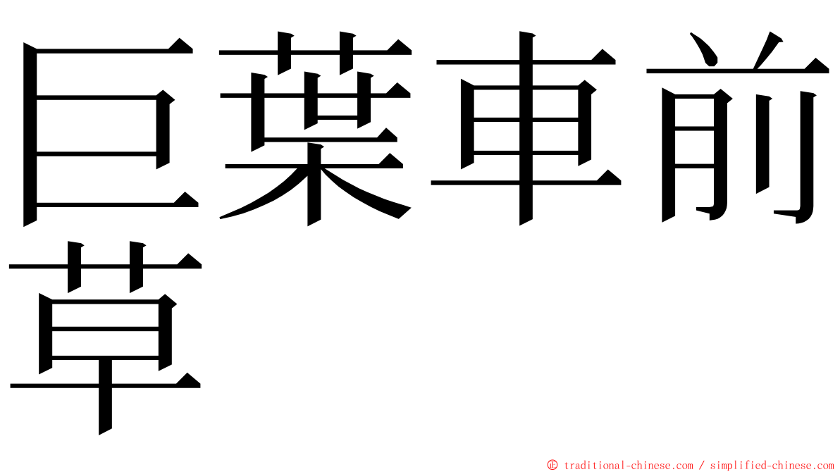 巨葉車前草 ming font