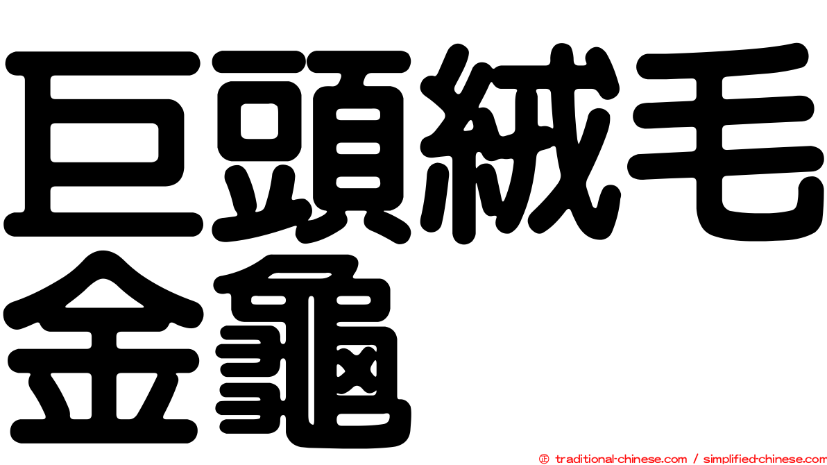 巨頭絨毛金龜