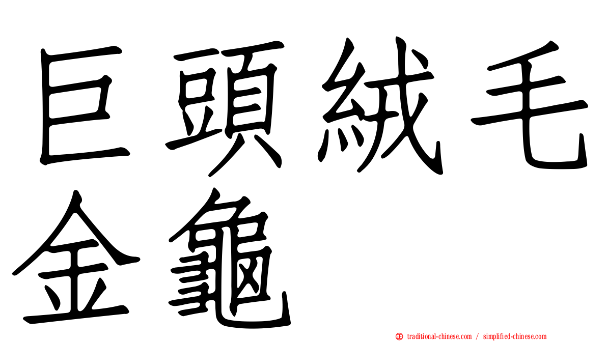 巨頭絨毛金龜