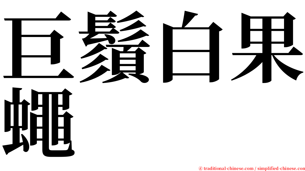 巨鬚白果蠅 serif font