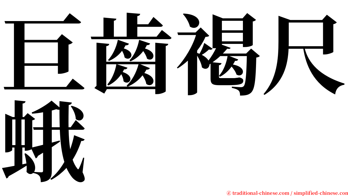 巨齒褐尺蛾 serif font