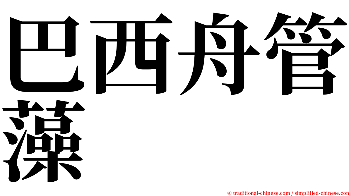 巴西舟管藻 serif font