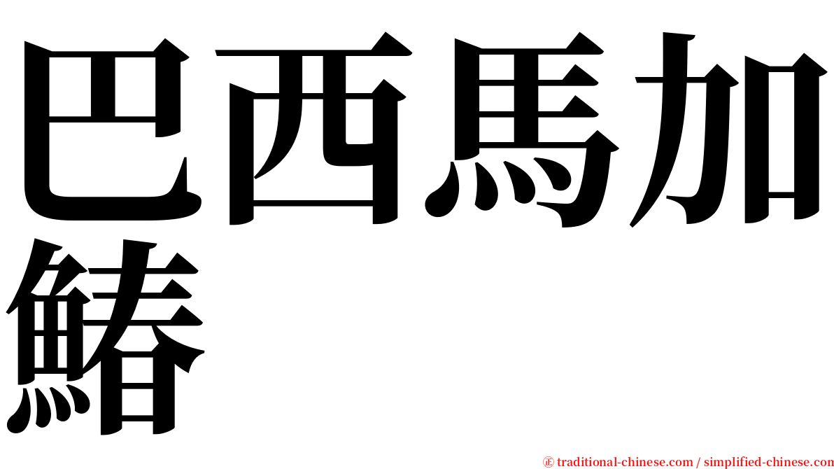 巴西馬加鰆 serif font