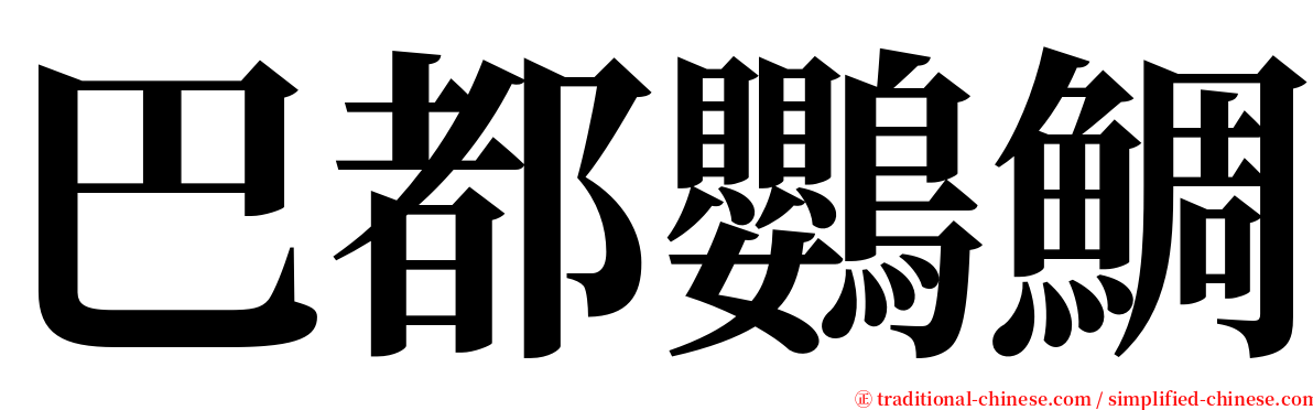 巴都鸚鯛 serif font